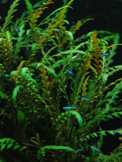 Hygrophila Pinnatifida